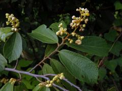 Microcos paniculata L.