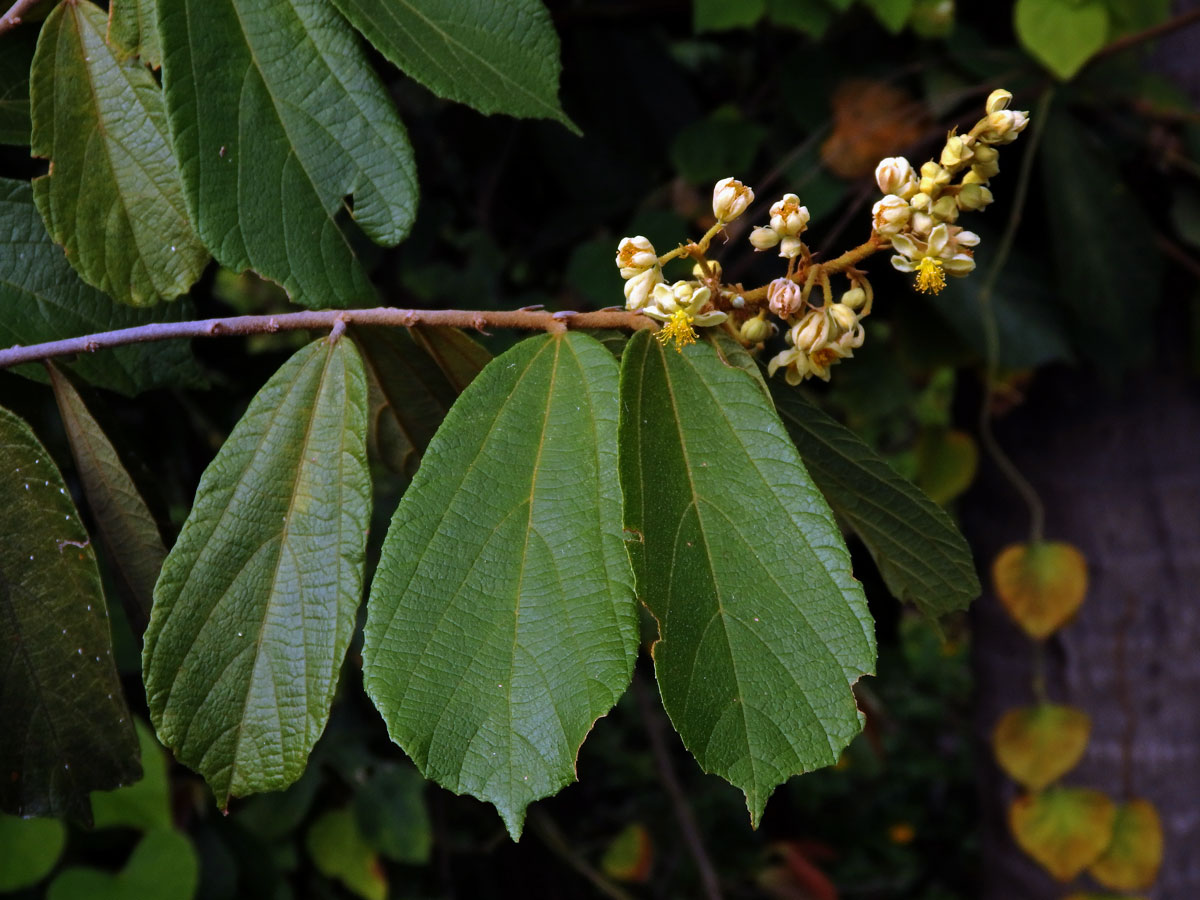 i]Microcos paniculata[/i] L.