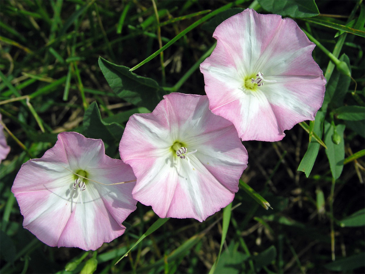 Svlačec rolní (Convolvulus arvensis L.)