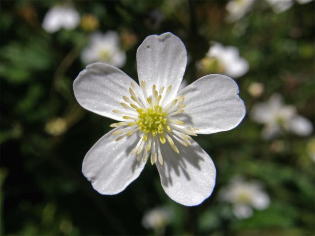 Pryskyřník omějolistý (Ranunculus aconitifolius L.)