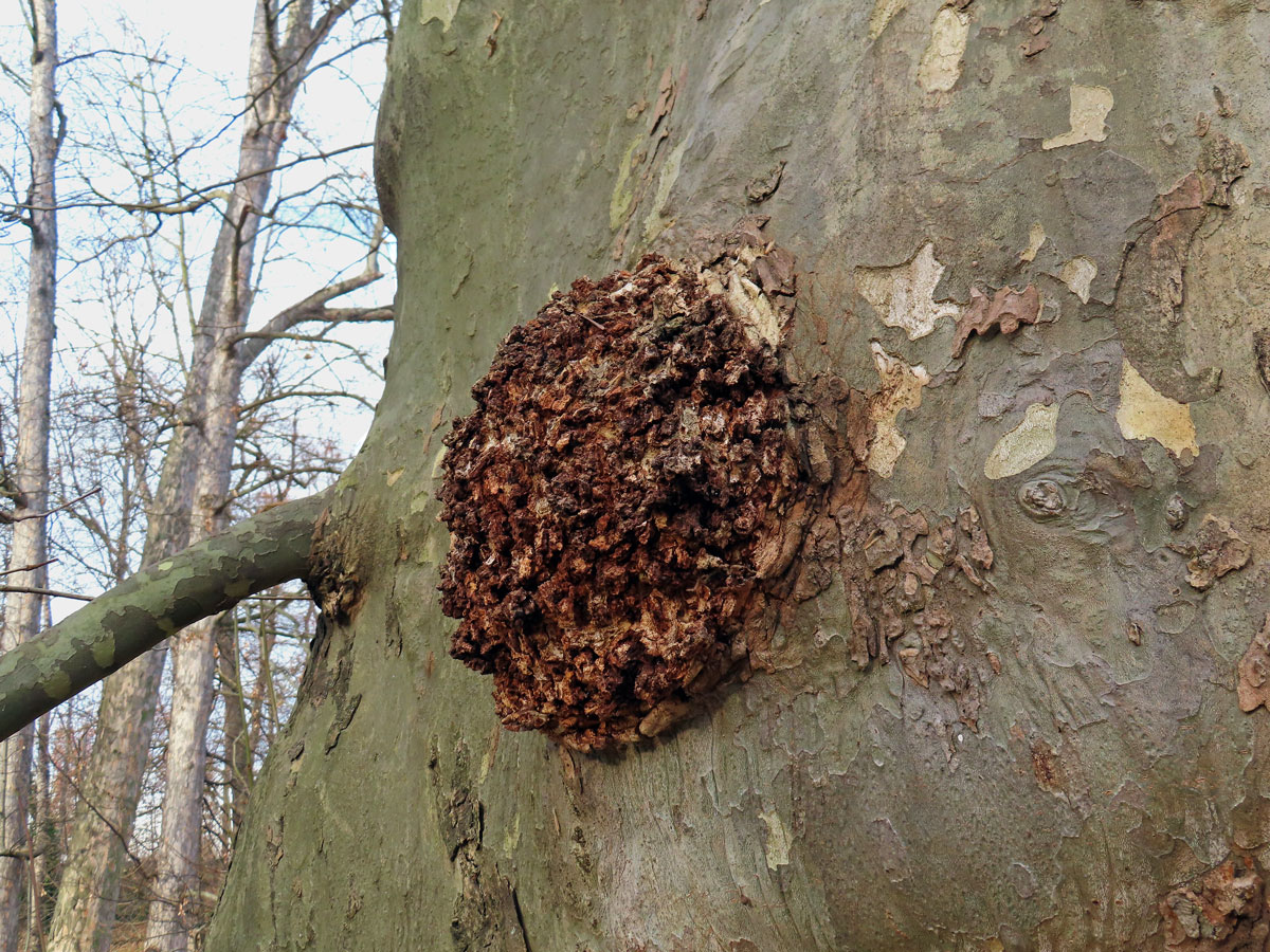 Platan javorolistý (Platanus x hispanica Mill.), nádor na kmeni (20b)