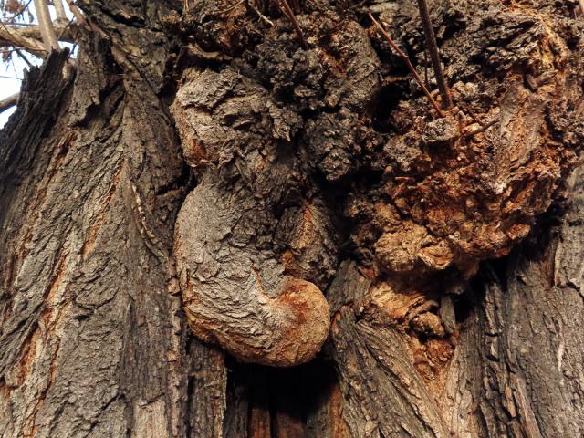 Tumor na akátu (Robinia pseudoacacia L.) (43)