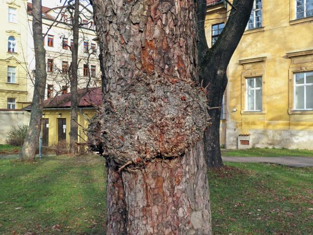 Jírovec maďal (Aesculus hippocastanum L.) (8) s tumorem na kmeni