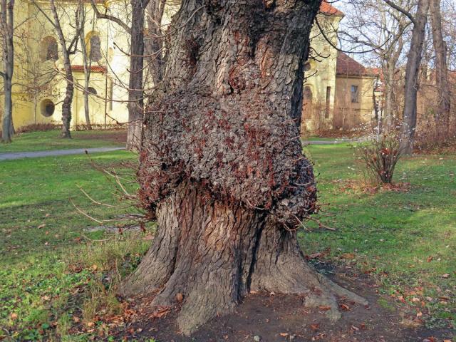 Jírovec maďal (Aesculus hippocastanum L.) (9a) s tumorem na kmeni