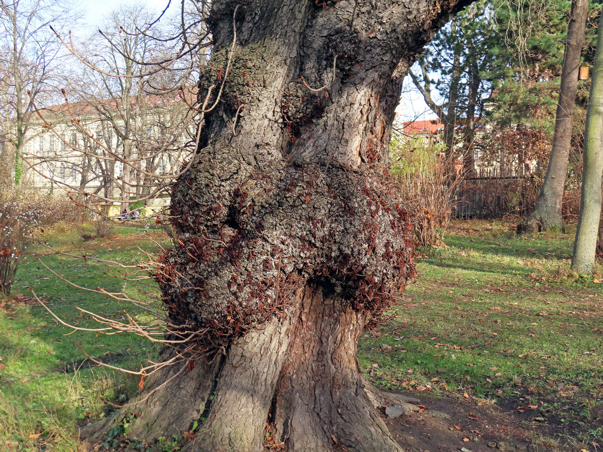 Jírovec maďal (Aesculus hippocastanum L.) (9b) s tumorem na kmeni