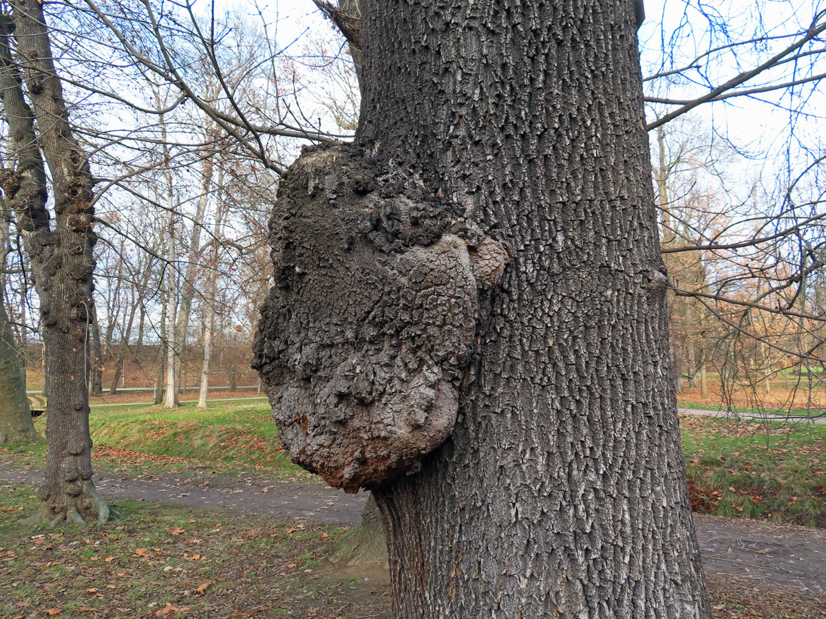 Nádor na jasanu ztepilém (Fraxinus excelsior L.) (4c)