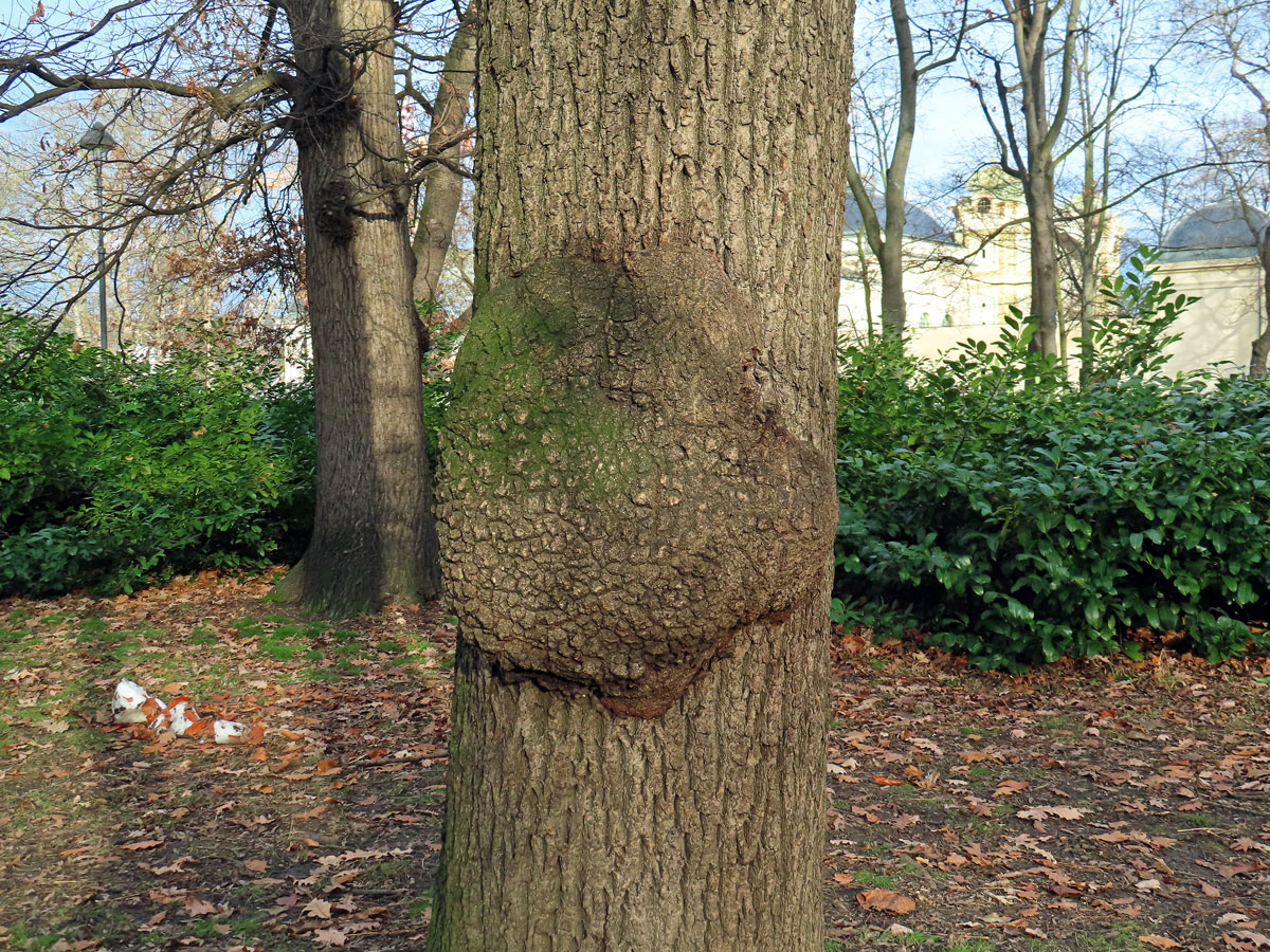 Nádor na jasanu ztepilém (Fraxinus excelsior L.) (10c)