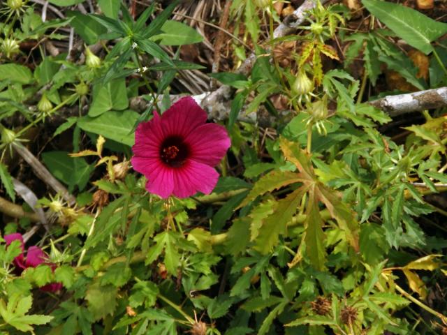 Ibišek (Hibiscus cannabinus L.)