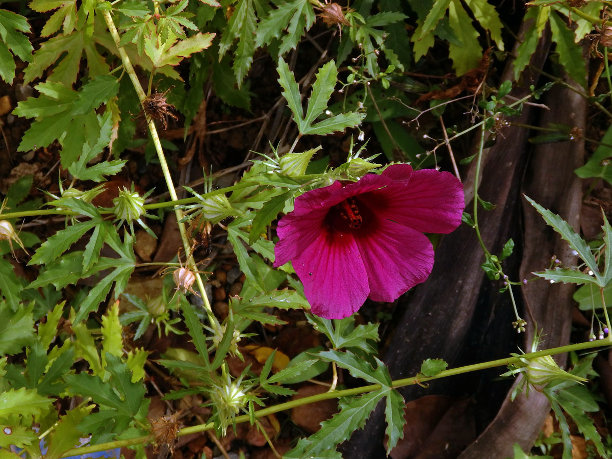 Ibišek (Hibiscus cannabinus L.)