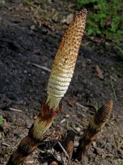 Přeslička největší (Equisetum telmateria Ehrh.)