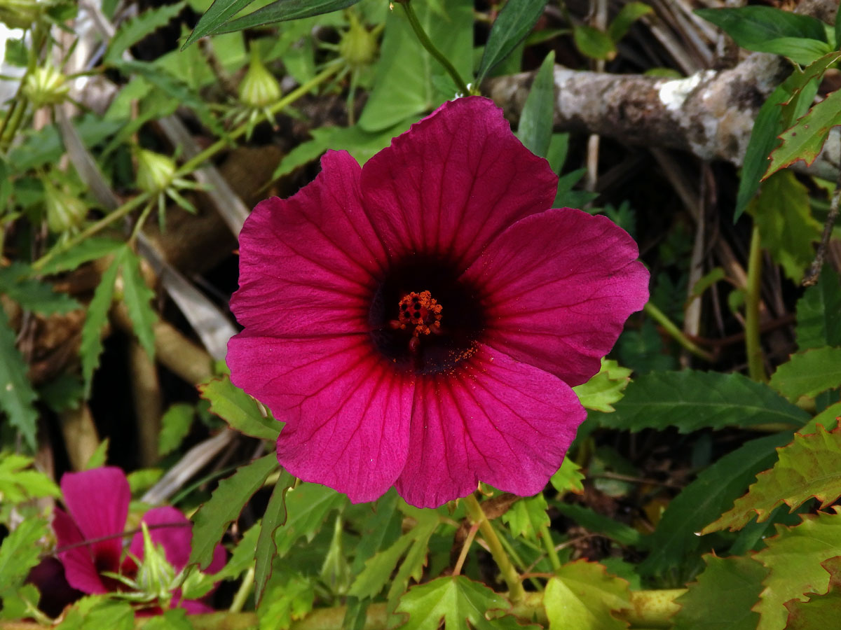 Ibišek (Hibiscus cannabinus L.)