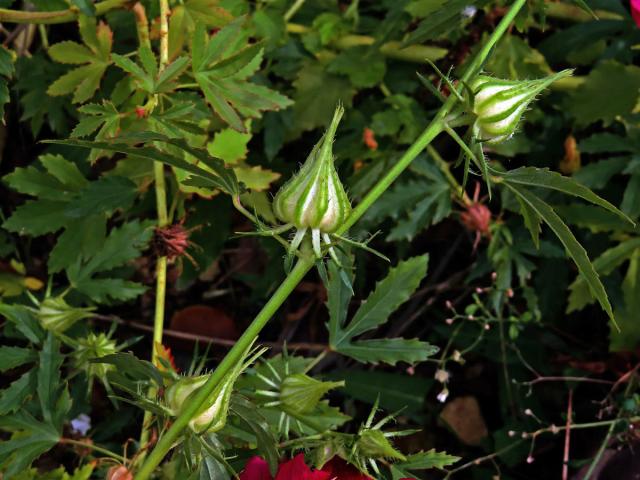 Ibišek (Hibiscus cannabinus L.)