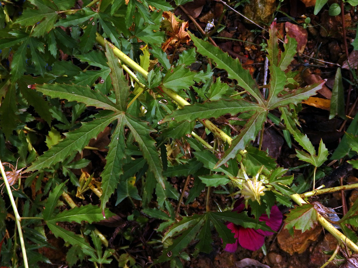 Ibišek (Hibiscus cannabinus L.)