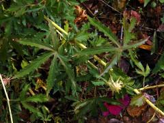 Ibišek (Hibiscus cannabinus L.)
