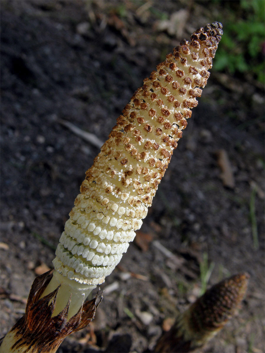 Přeslička největší (Equisetum telmateria Ehrh.)