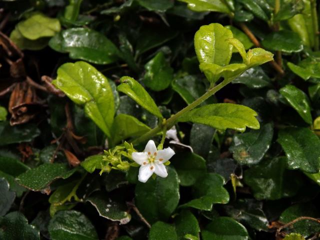 Ehretia microphylla Lam.