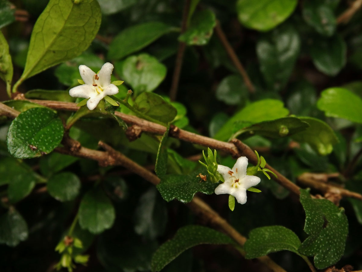 Ehretia microphylla Lam.