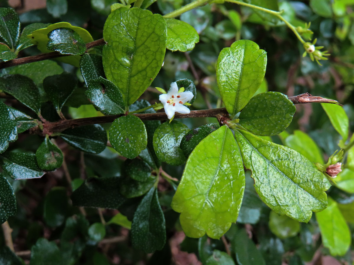 Ehretia microphylla Lam.