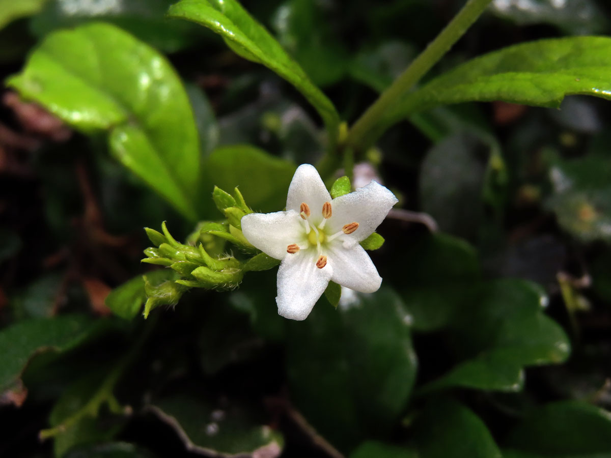 Ehretia microphylla Lam.