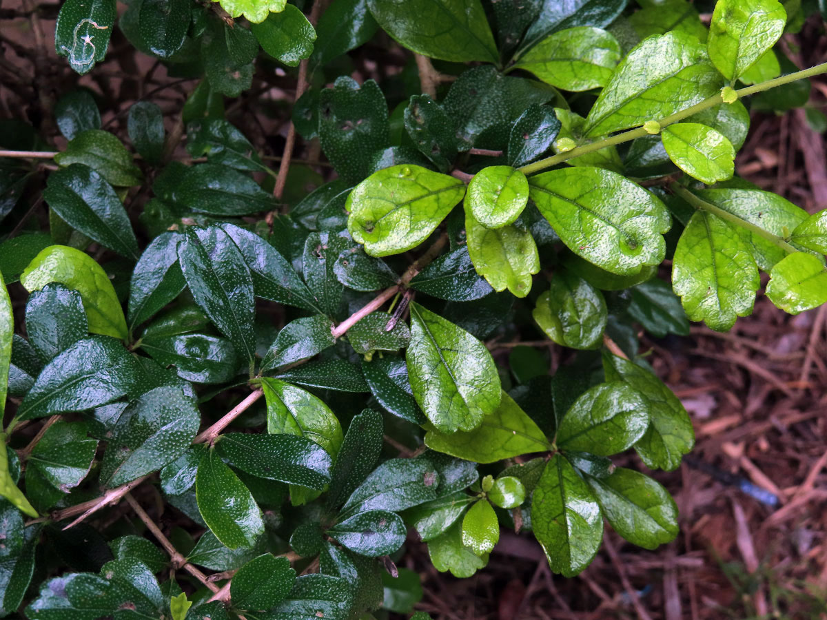 Ehretia microphylla Lam.