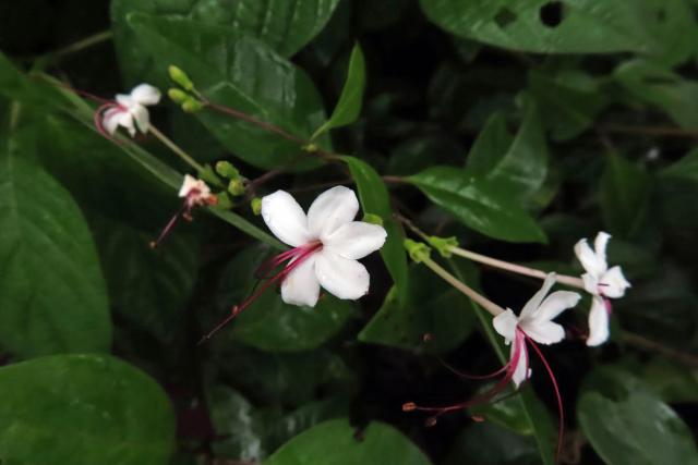 Blahokeř (Clerodendrum inerme (L.) Gaertn.)