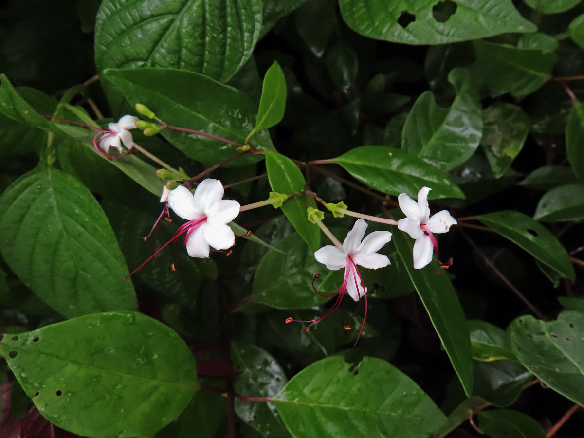 Blahokeř (Clerodendrum inerme (L.) Gaertn.)