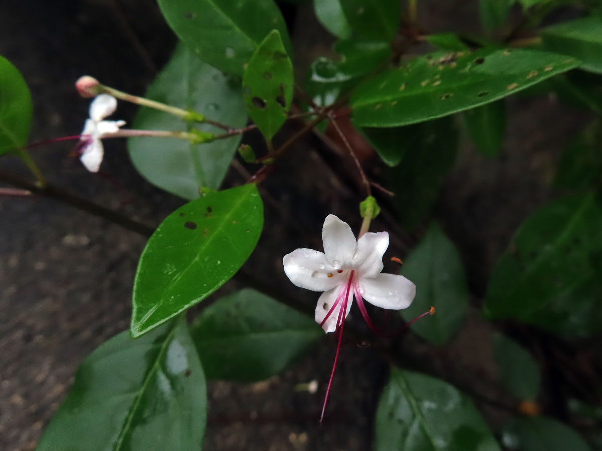 Blahokeř (Clerodendrum inerme (L.) Gaertn.)