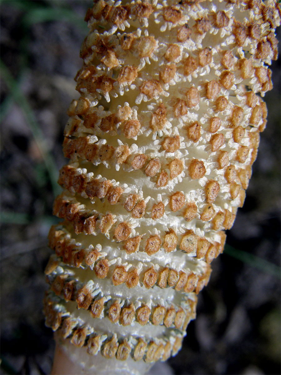 Přeslička největší (Equisetum telmateria Ehrh.)