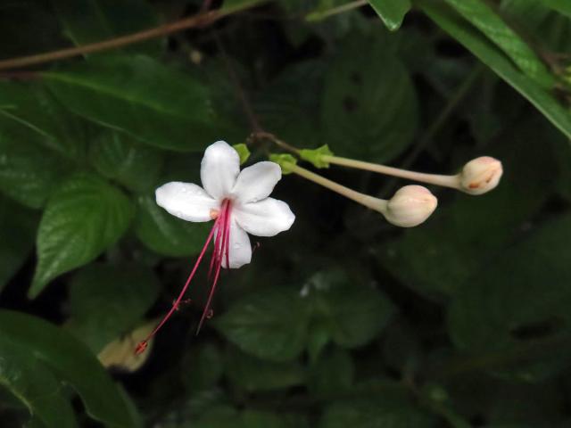 Blahokeř (Clerodendrum inerme (L.) Gaertn.)