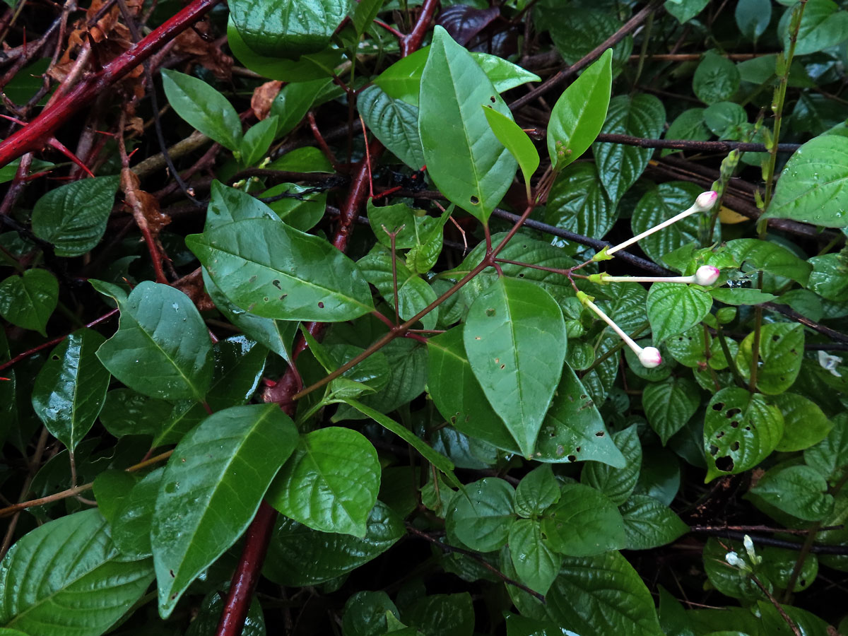 Blahokeř (Clerodendrum inerme (L.) Gaertn.)