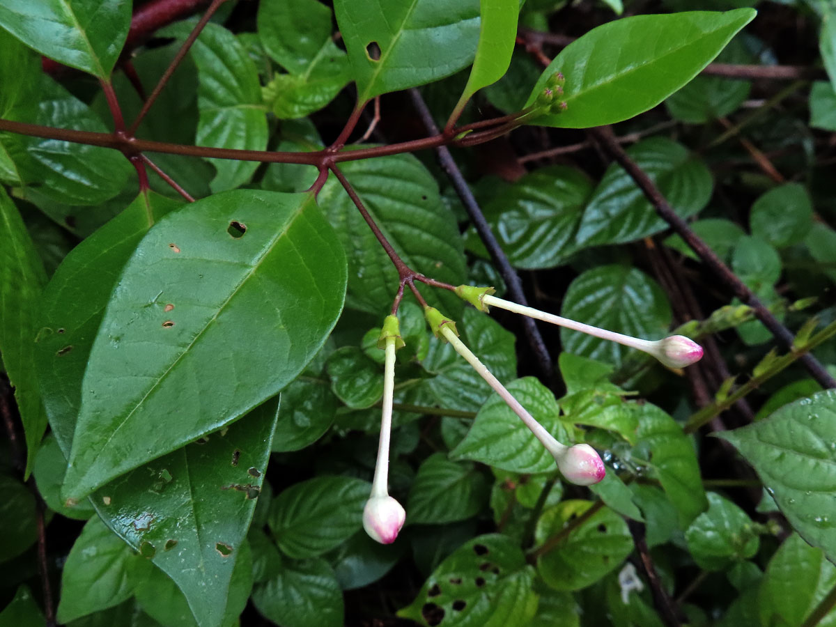 Blahokeř (Clerodendrum inerme (L.) Gaertn.)