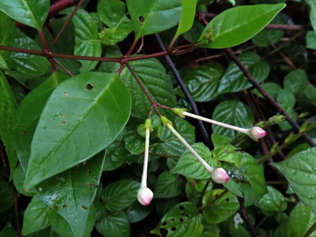 Blahokeř (Clerodendrum inerme (L.) Gaertn.)