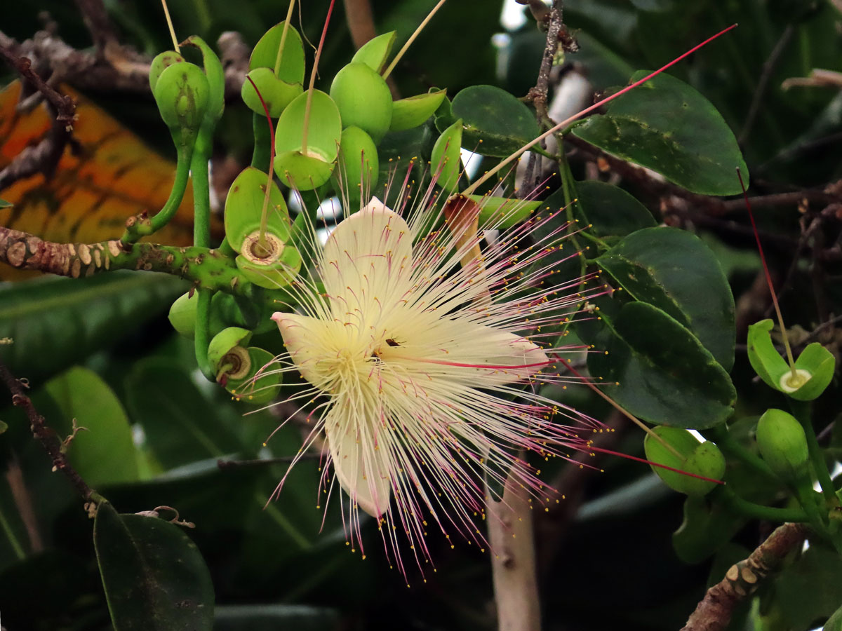 Barringtonia asiatica (L.) Kurz