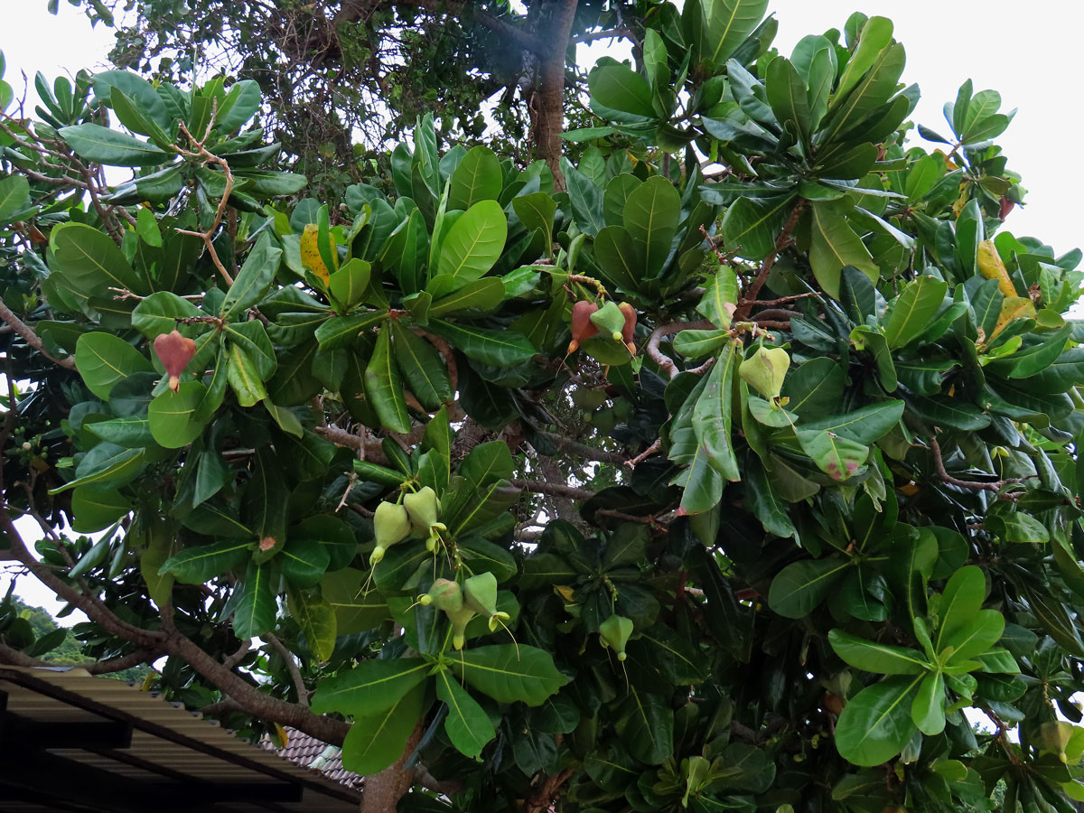 Barringtonia asiatica (L.) Kurz