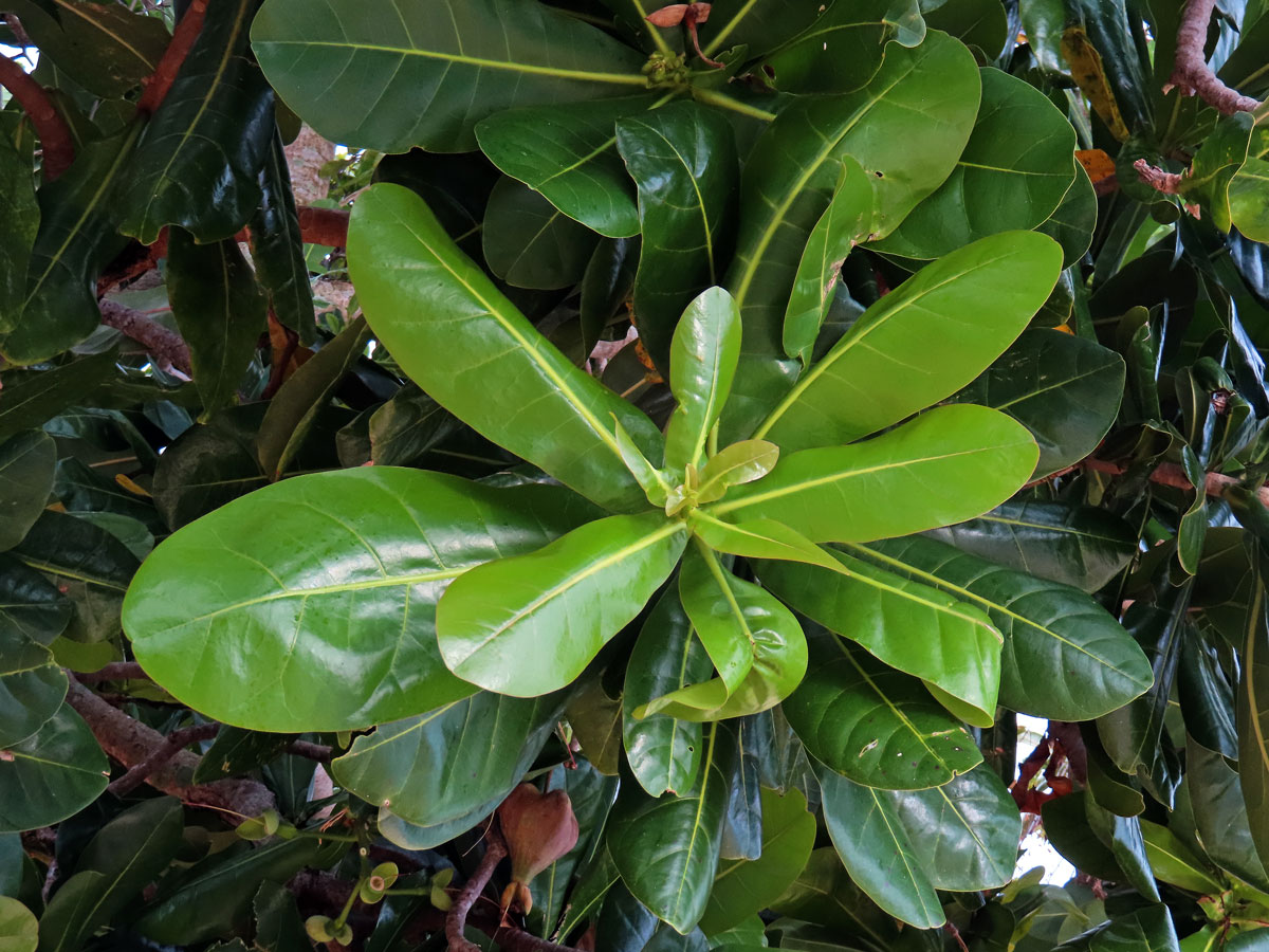 Barringtonia asiatica (L.) Kurz