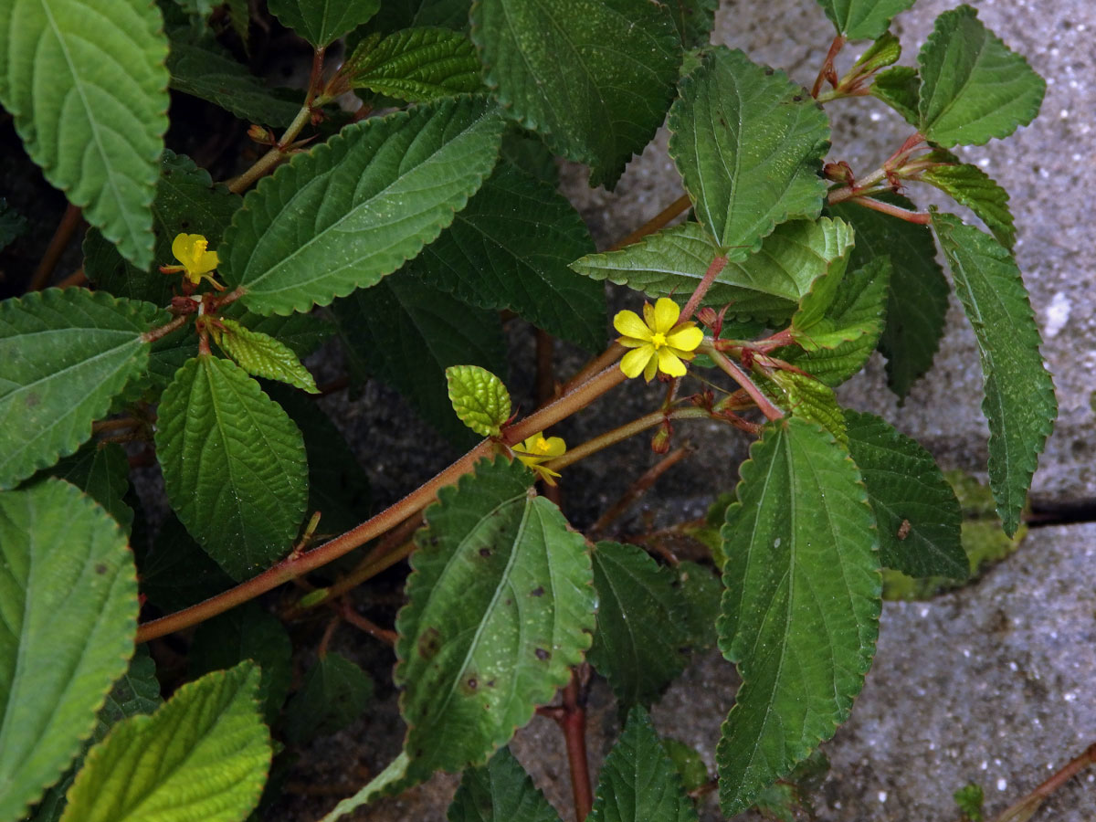 Corchorus aestuans L.