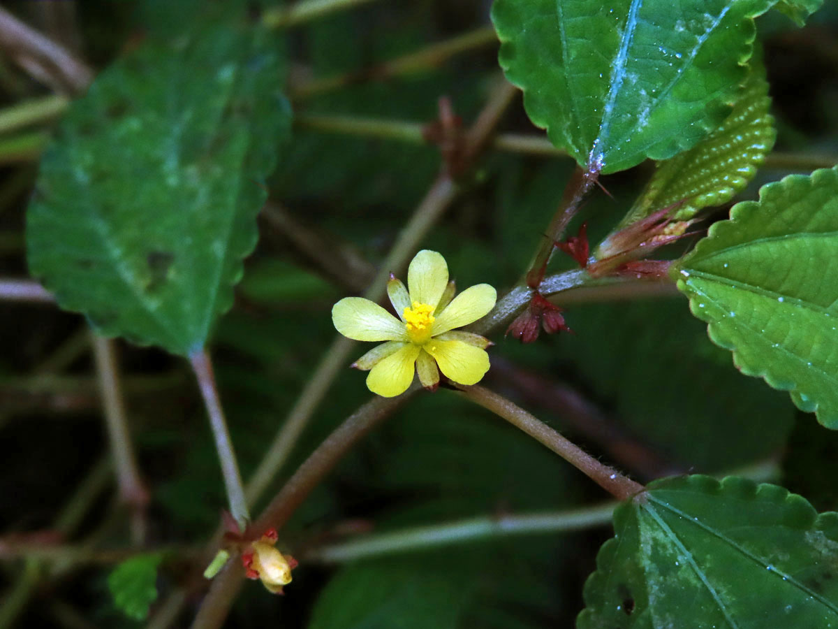 Corchorus aestuans L.