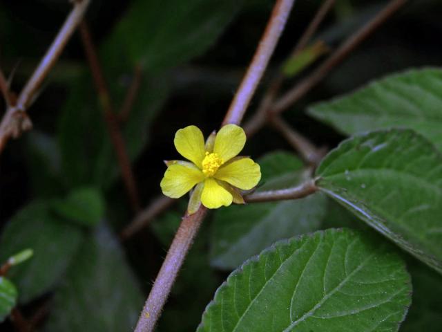 Corchorus aestuans L.