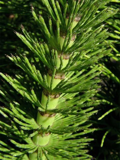 Přeslička největší (Equisetum telmateria Ehrh.)