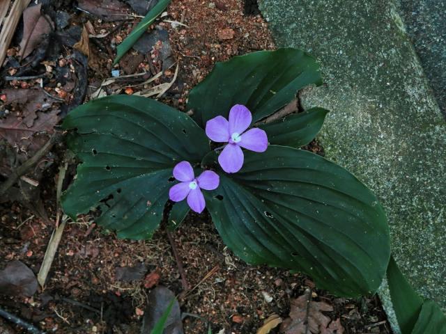 Kaempferia galanga L.