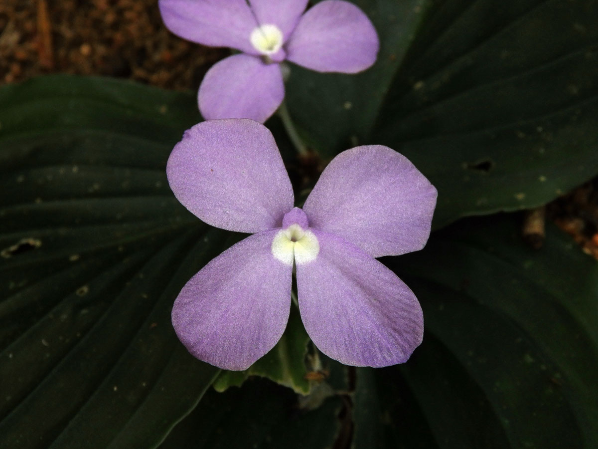 Kaempferia galanga L.