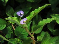 Křížatka (Commelina benghalensis L.)