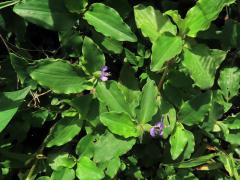 Křížatka (Commelina benghalensis L.)