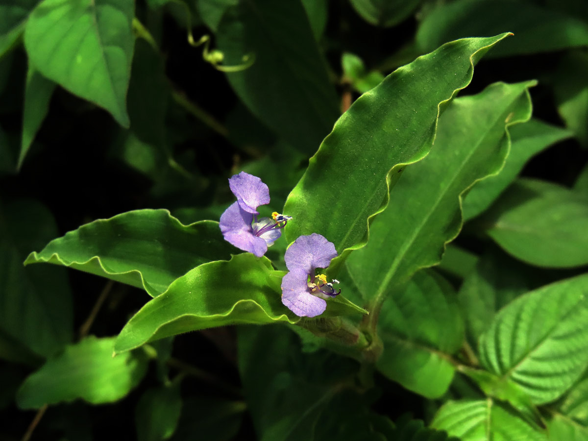 Křížatka (Commelina benghalensis L.)