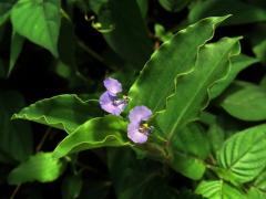 Křížatka (Commelina benghalensis L.)