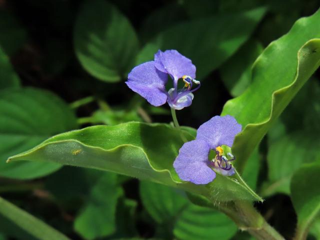 Křížatka (Commelina benghalensis L.)