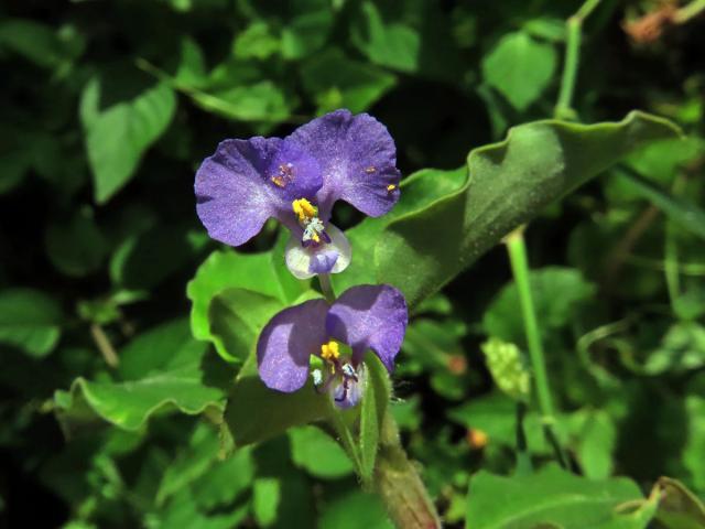 Křížatka (Commelina benghalensis L.)