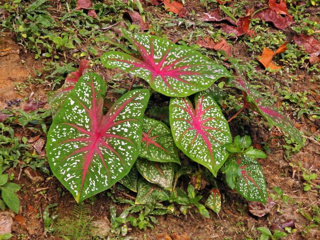 Caladium bicolor (Ait.) Vent.