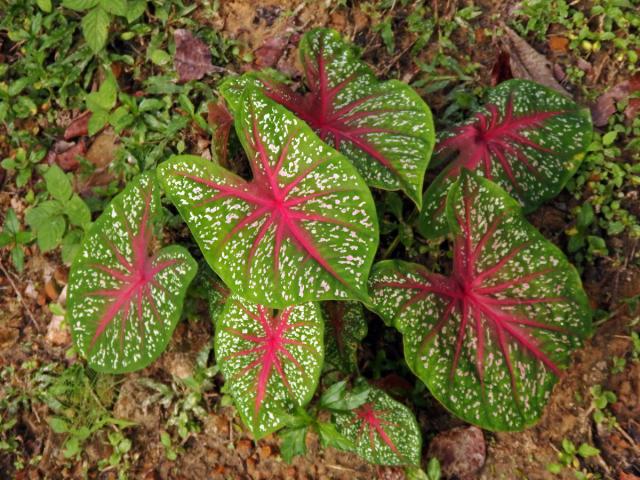 Caladium bicolor (Ait.) Vent.