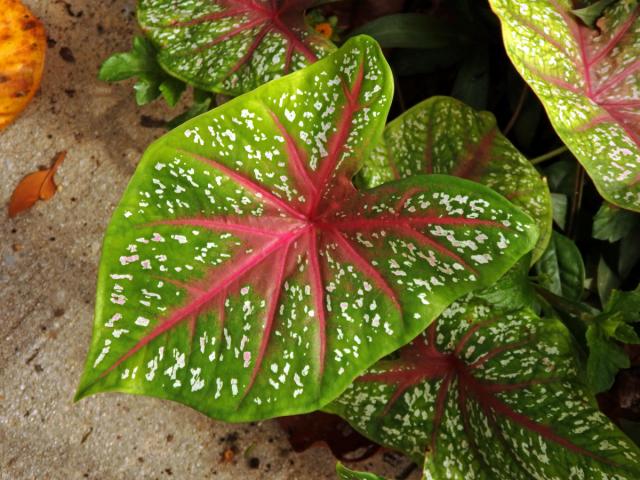 Caladium bicolor (Ait.) Vent.